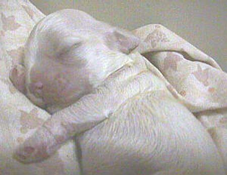 Chloe_SmFemalePup_Jan29_2005mvc-031f