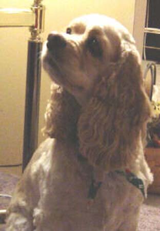 LadyNikita_of_IcanDSC00070-1small