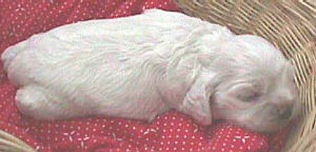 MoniquePupJan18-1mvc-006f