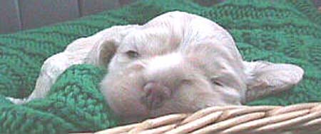 MoniquePupJan18-2mvc-007f