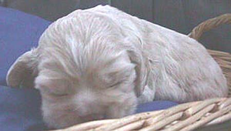 MoniquePupJan18-2mvc-012f