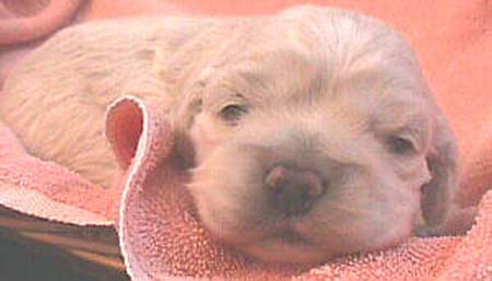 MoniquePupJan18-3mvc-015f