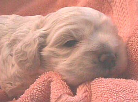 MoniquePupJan18-3mvc-016f