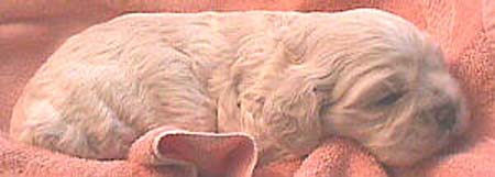 MoniquePupJan18-3mvc-017f