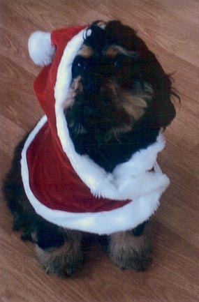 holidaysuzie.jpg - 38228 Bytes